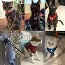 Conjunto de Arnés y Correa Reflectantes para Mascotas