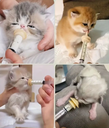 Dispositivos De Alimentación Con Aguja Para Mascotas