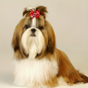 Lazos para el Pelo de Mascotas x20unid