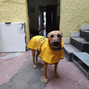 Impermeable Ajustable para Perros