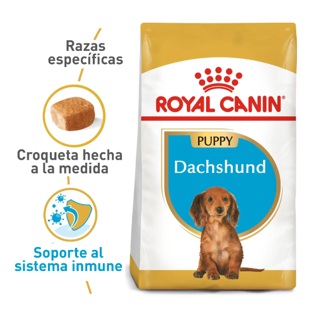 BHN DACHSHUND PUPPY 1.13KG