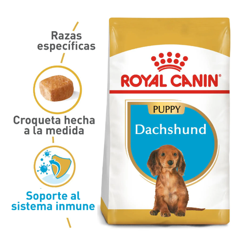 BHN DACHSHUND PUPPY 1.13KG