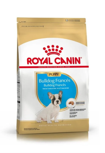 BHN BULLDOG FRANCES PUPPY 1.3KG