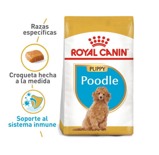 BHN POODLE PUPPY 3KG