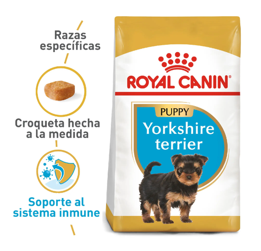 BHN YORKSHIRE PUPPY 1.13KG