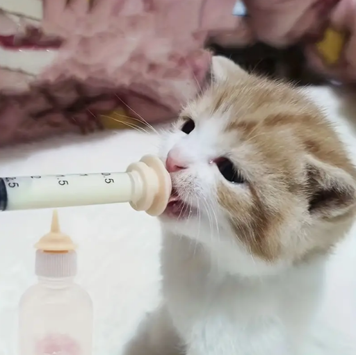 Dispositivos De Alimentación Con Aguja Para Mascotas